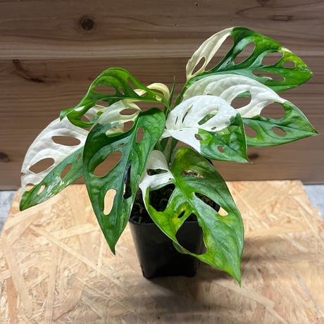 フルムーンの斑入り　マドカズラ フルムーンの斑入り マドカズラ 斑入り モンステラ マドカズラ