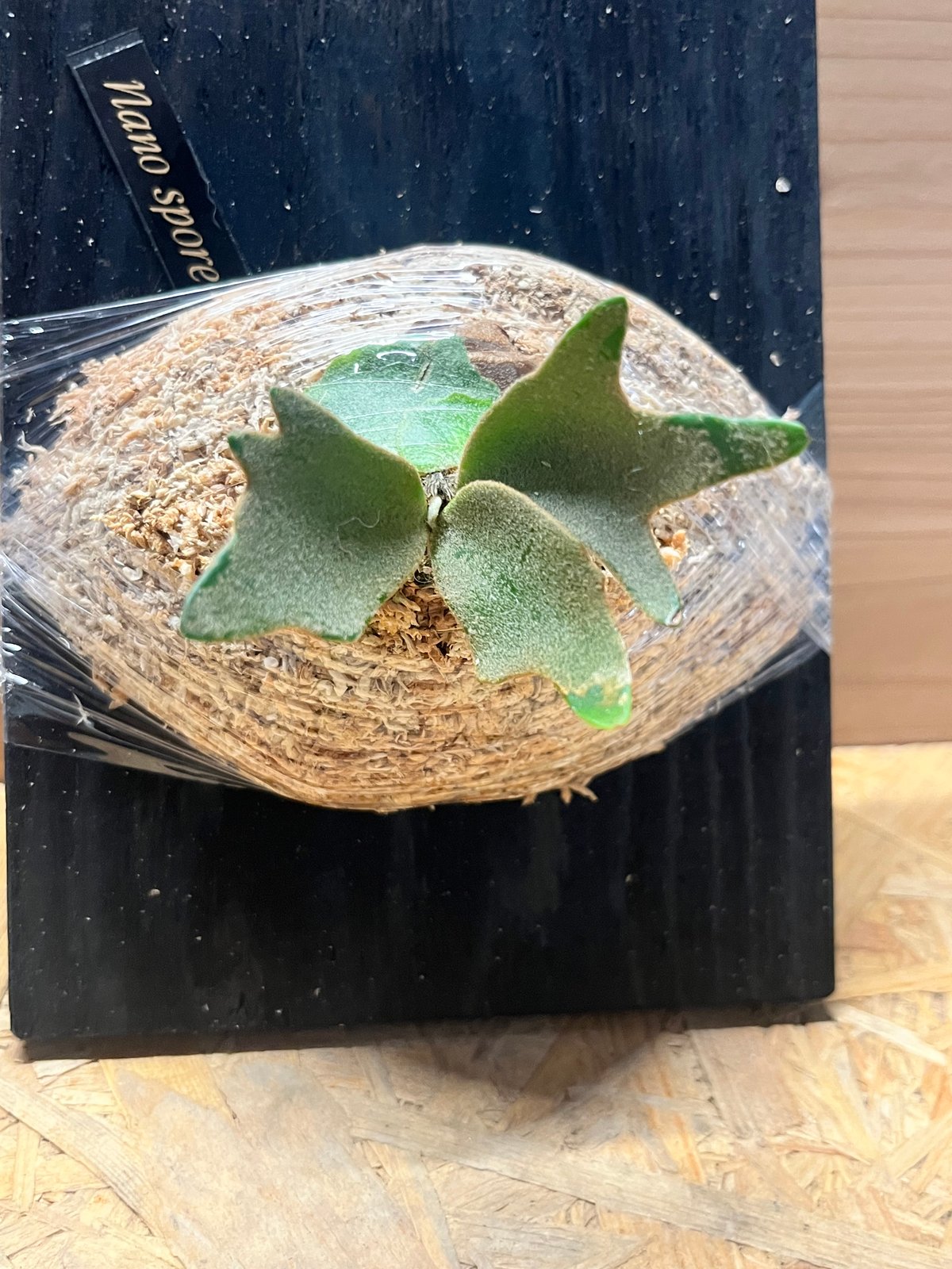 ビカクシダ ナノ スポア | GREEN LUCK