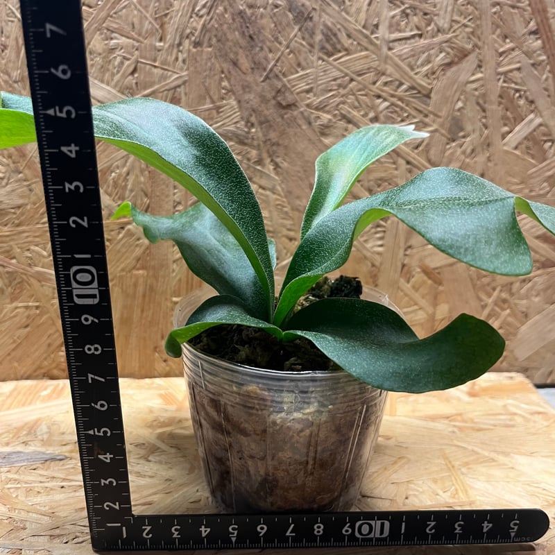 P. alcicorne Dwarf ビカクシダ 晴花鹿苑