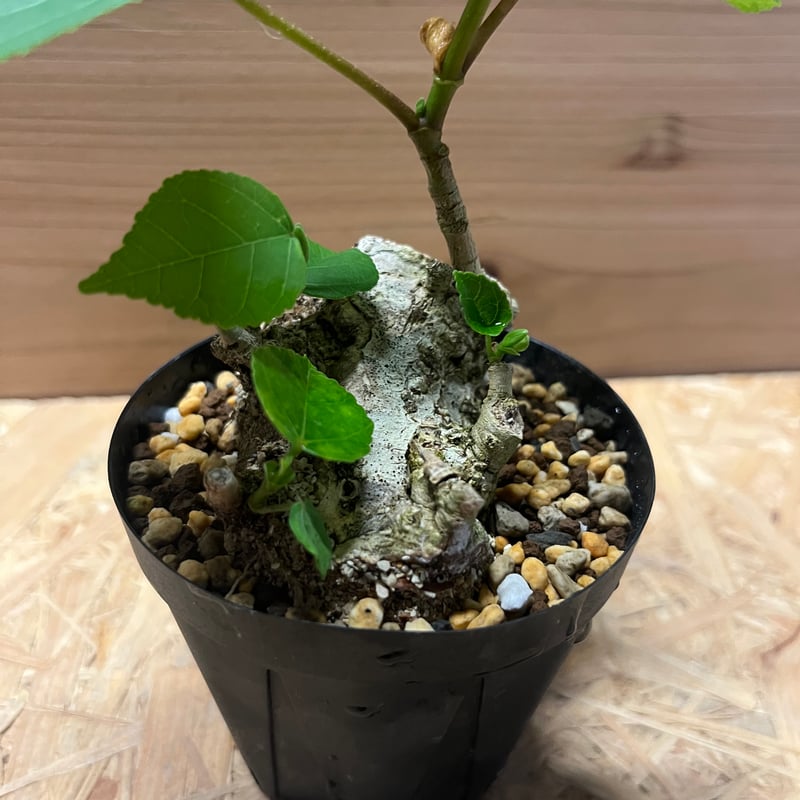 オオハマボウ | GREEN LUCK