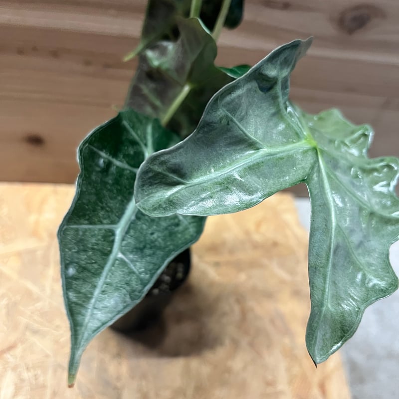 アロカシア　シンポ　バリエガータ 現品お届け】アロカシア シンポ アルボ Alocasia simpo albo