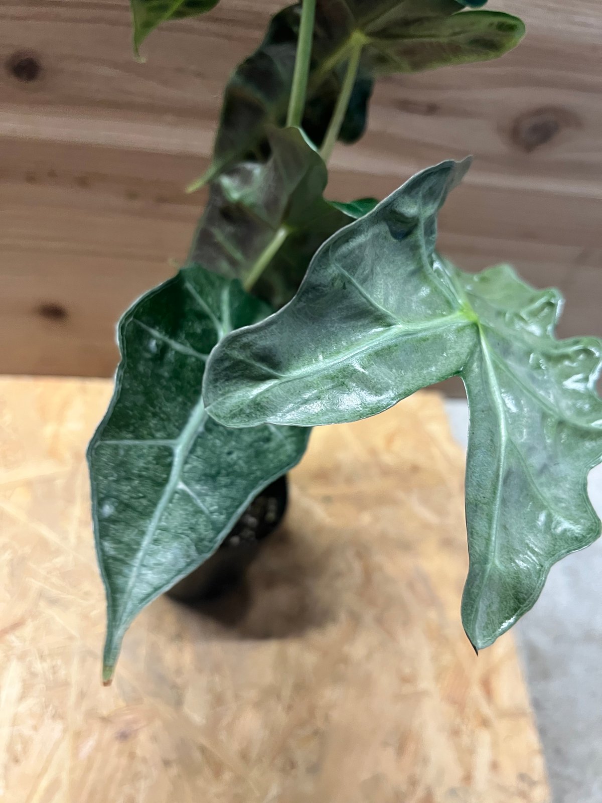 アロカシア アマゾニカ ポリー ピンクバリエガータ | GREEN LUCK