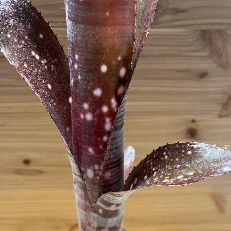 ビルベルギア オビワン | GREEN LUCK