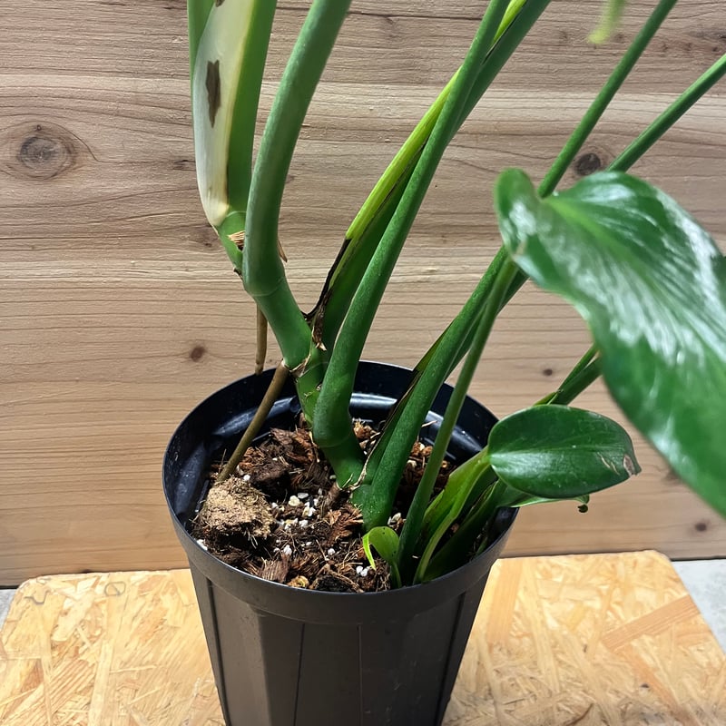 モンステラ バールマルクスフレーム | GREEN LUCK