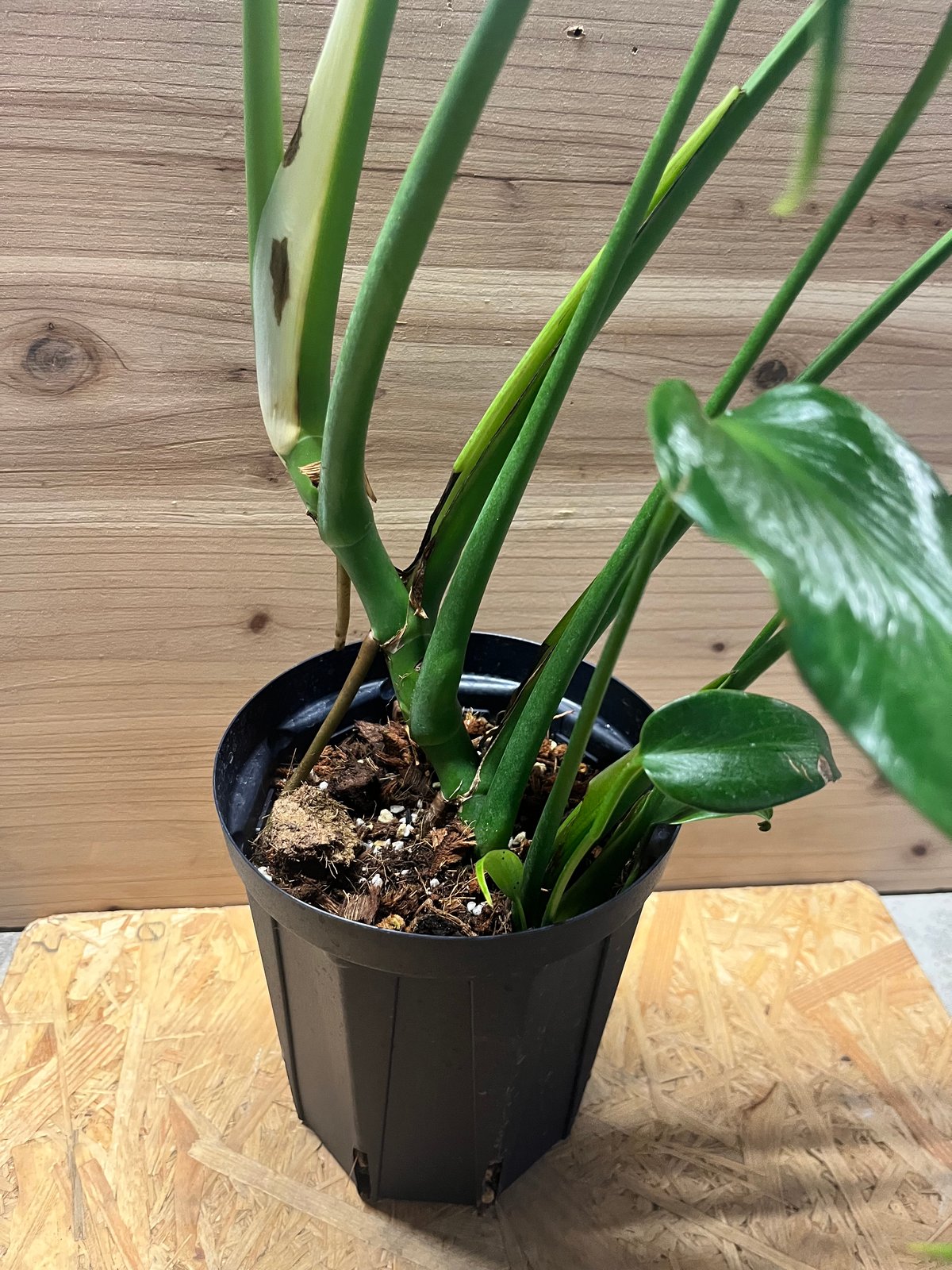 モンステラ バールマルクスフレーム | GREEN LUCK