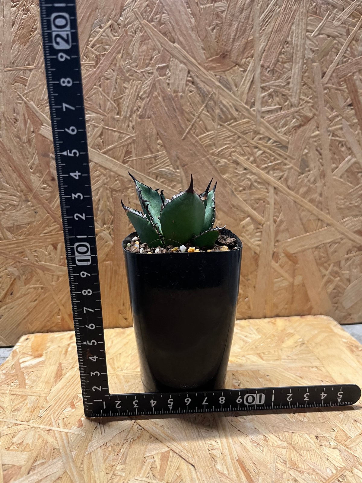 アガベ ブラックファイヤー ハデス セット 鉢ごと アガベ