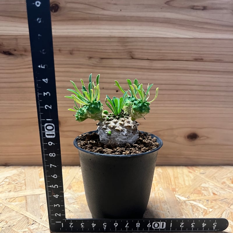 ユーフォルビア　峨眉山 ユーフォルビア 峨眉山の育て方