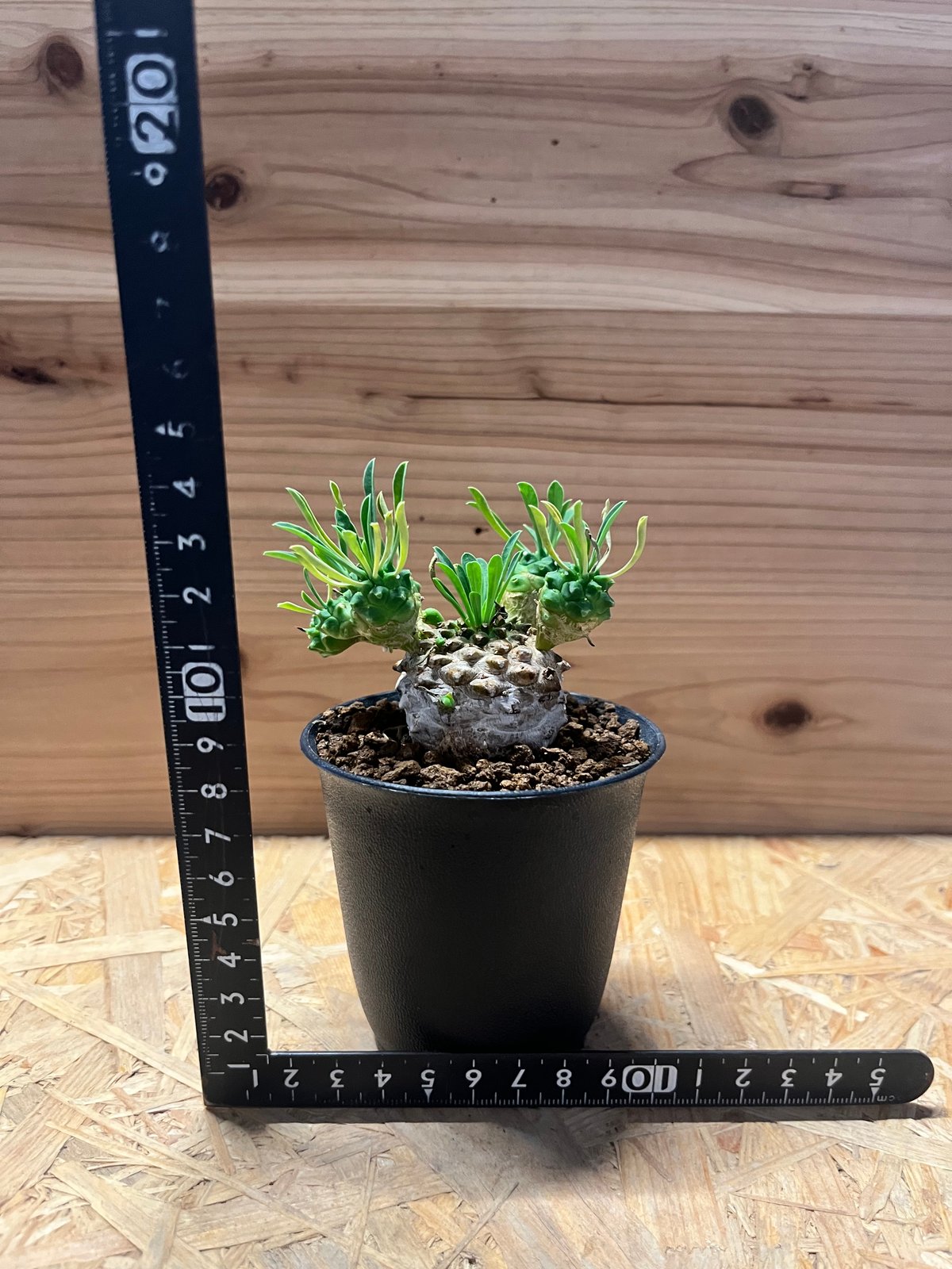 ユーフォルビア　峨眉山 ユーフォルビア 峨眉山 | GREEN LUCK