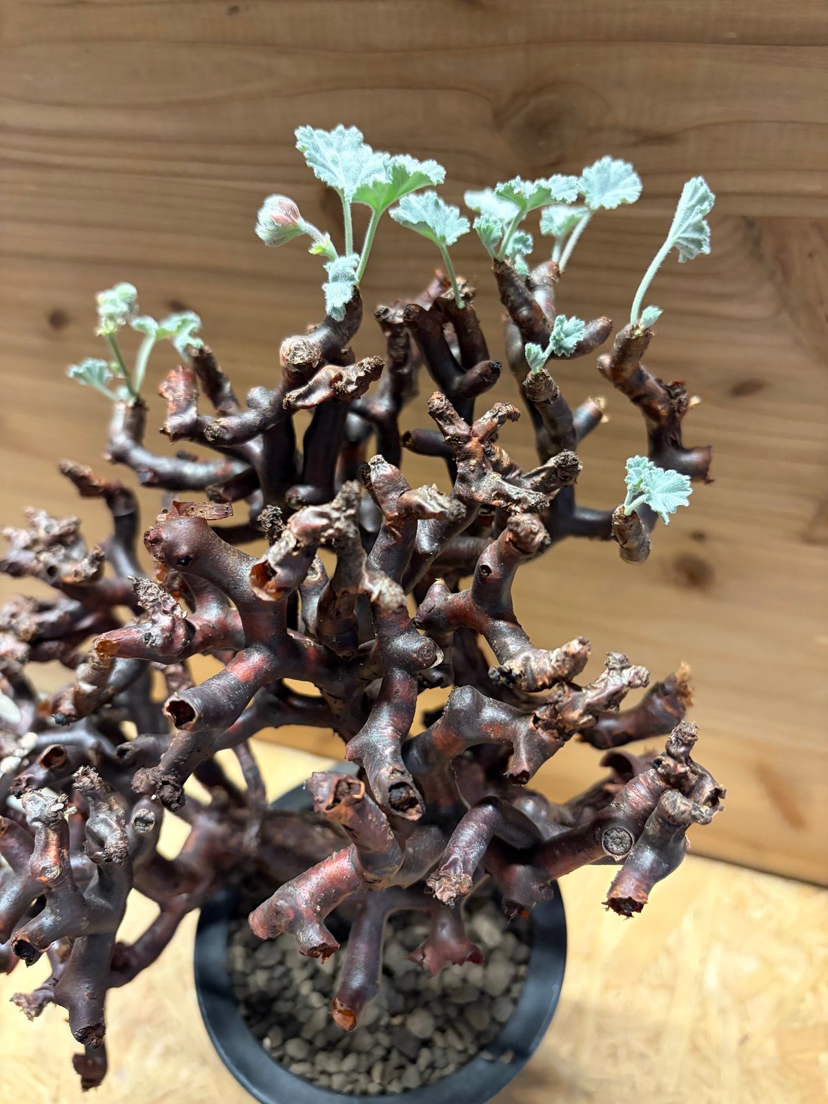 【観葉植物】ペラルゴニウム ミラビレ＆アストロフィツム ランポー玉＆アデニウム タイソコトラナム 3点 ペラルゴニウム ミラビレ | GREEN LUCK
