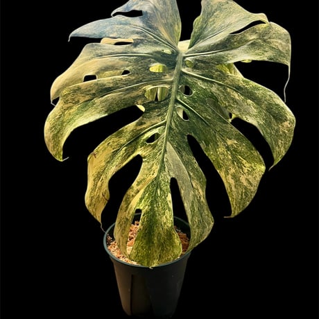 モンステラ | STORES