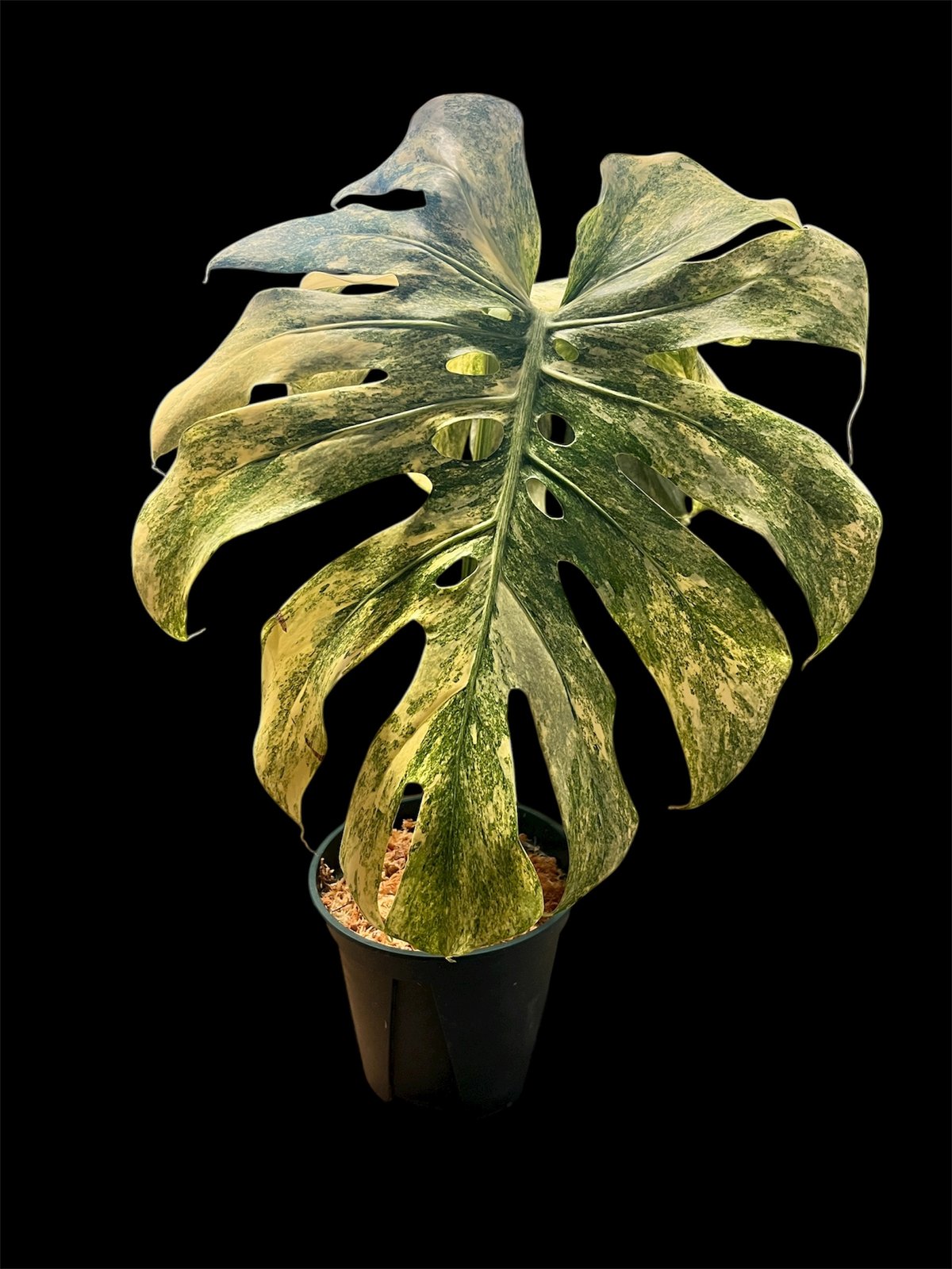 モンステラ デリシオーサ 'レガシー' | GREEN LUCK