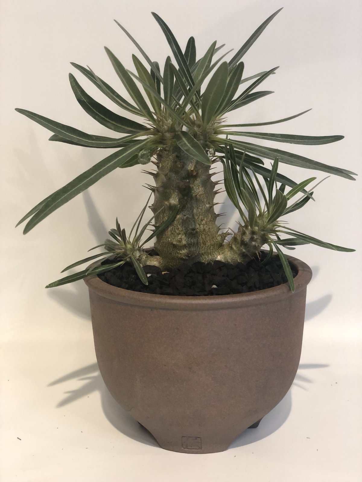 パキポディウム グラキリス 実生 | GREEN LUCK