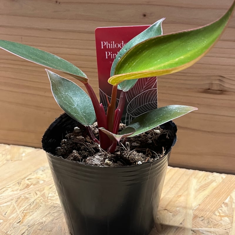 【観葉植物】レア　フィロデンドロン リンナエイ　パープルバック 観葉植物】レア フィロデンドロン リンナエイ パープルバック