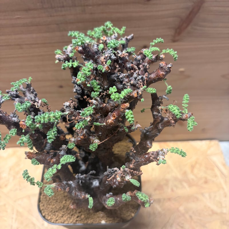 ペラルゴニウム アルテルナンス | GREEN LUCK