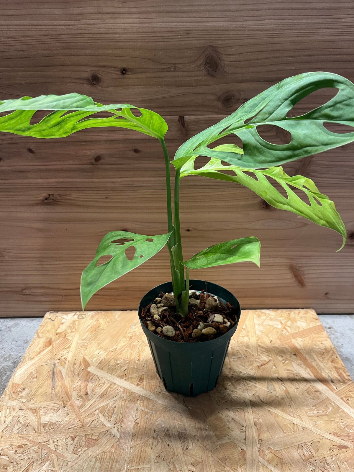 モンステラ エスケレート | GREEN LUCK