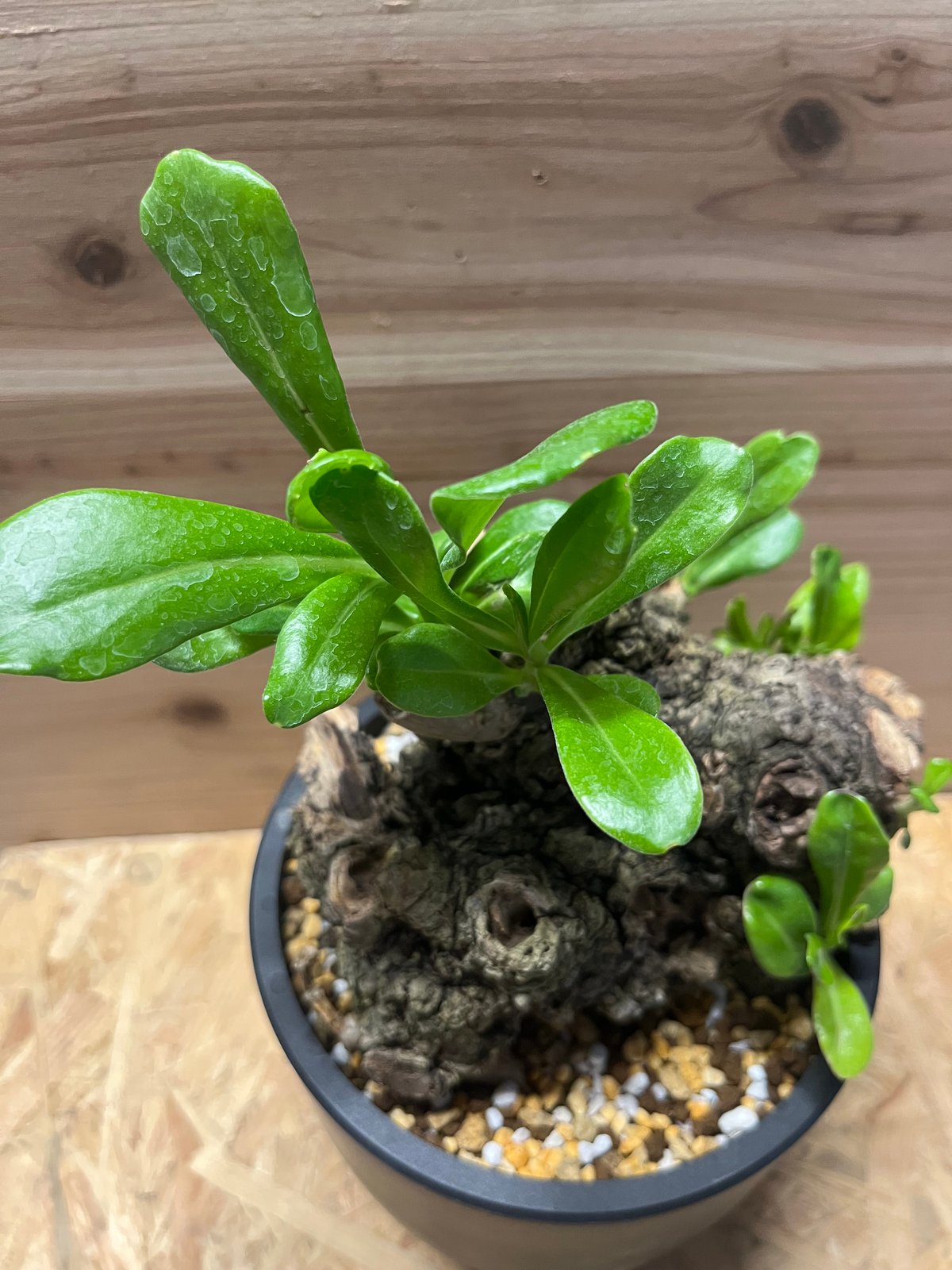 クサトベラ | GREEN LUCK