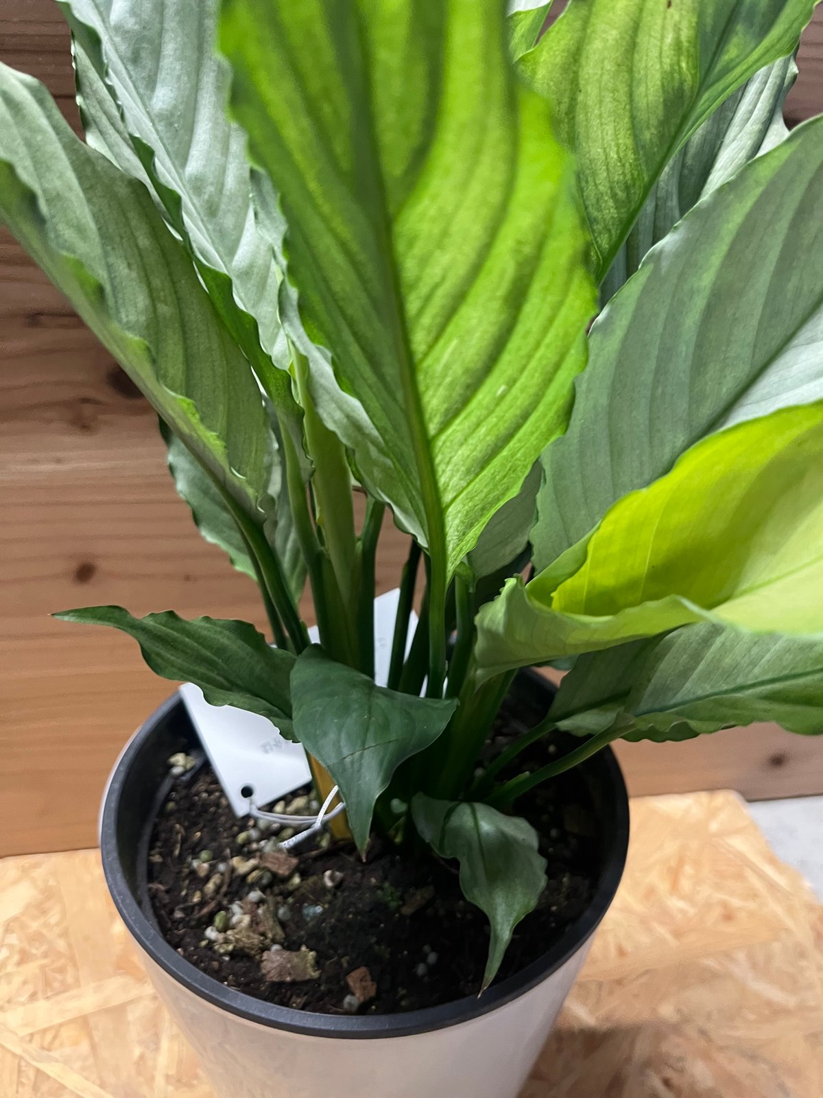 スパティフィラム sp. | GREEN LUCK