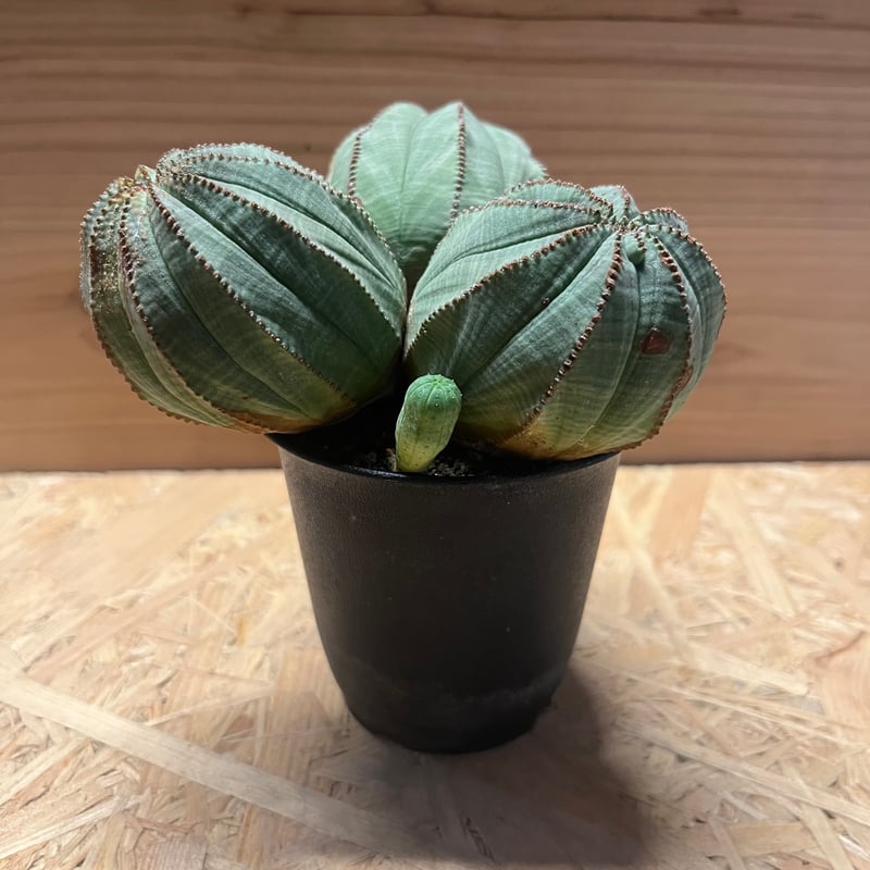 ユーフォルビア　オベサ ユーフォルビア オベサ /オールド オベサ （発根済み）RF230399