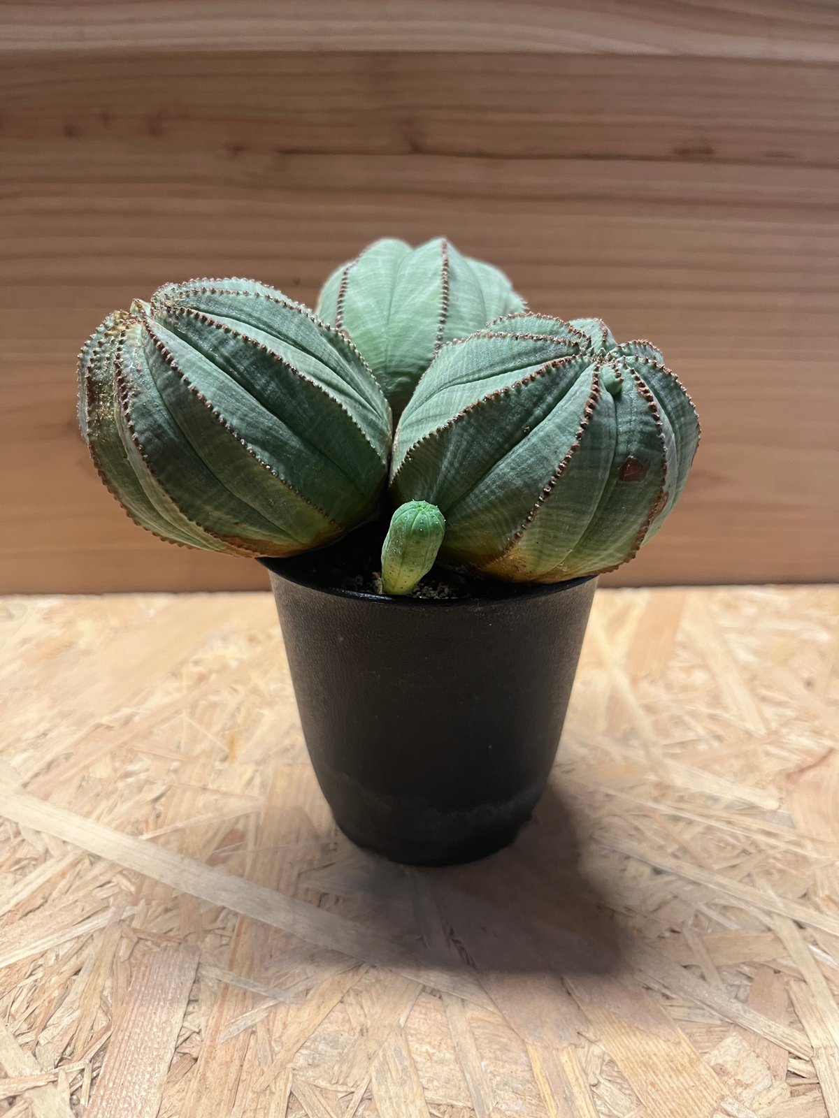 激レア 3頭 希少 ユーフォルビア オベサ Euphorbia obesa 選抜 激レア 3頭 希少 ユーフォルビア オベサ Euphorbia obesa 選抜