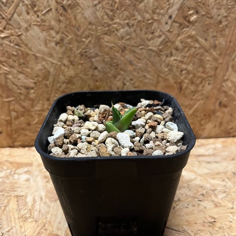 イラン株 | STORES