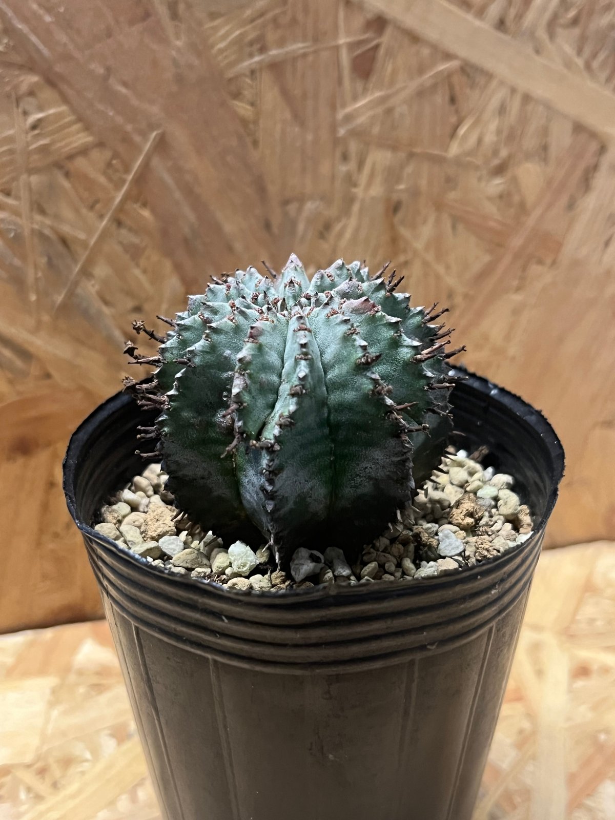 ユーフォルビア ホリダ | GREEN LUCK