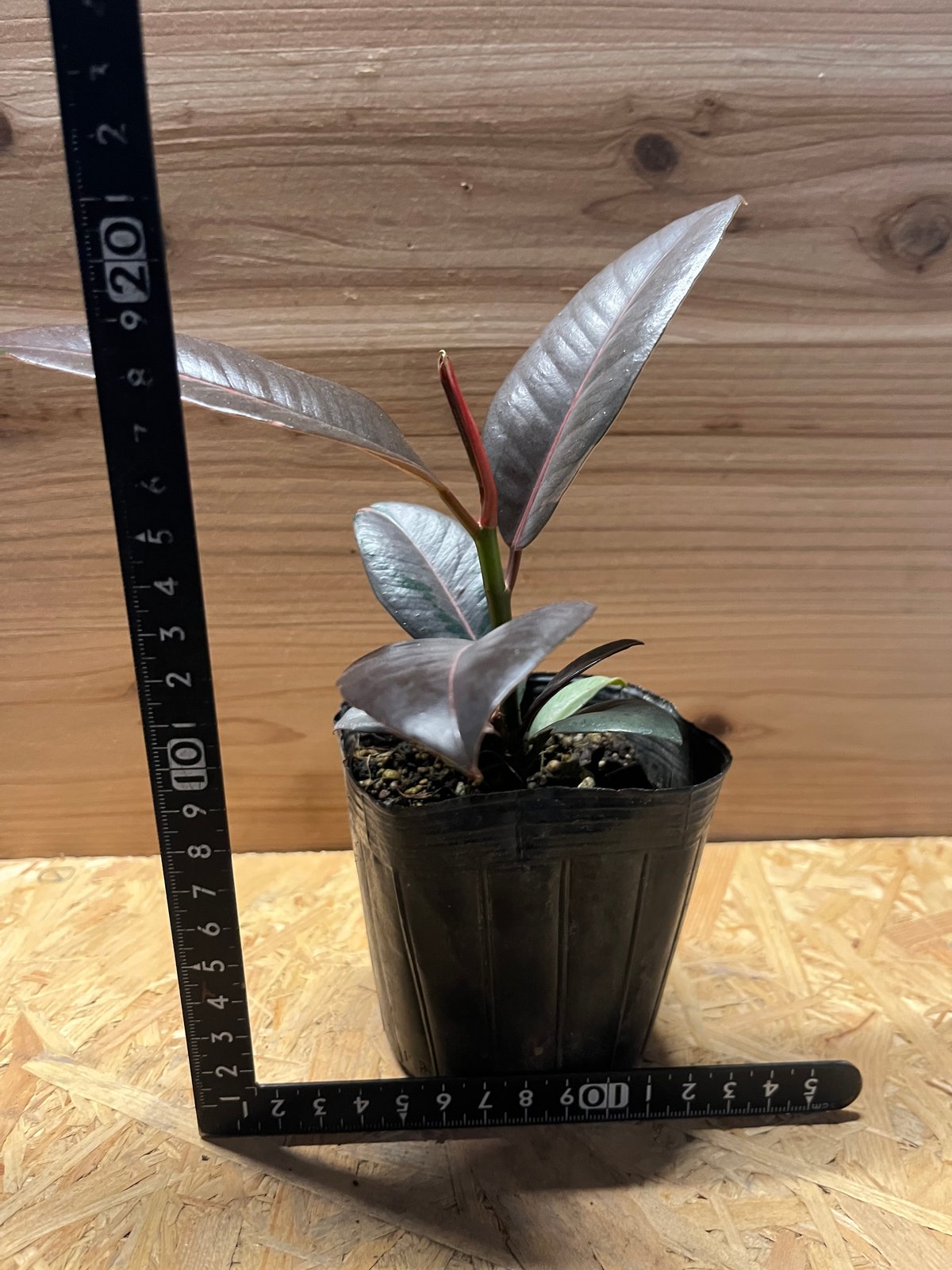 フィカス ブルールビー | GREEN LUCK