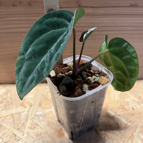 ★超上品なフラットイヤー★アンスリウム　ポーティラエ× サブシグナタム　レア交配 anthurium | STORES