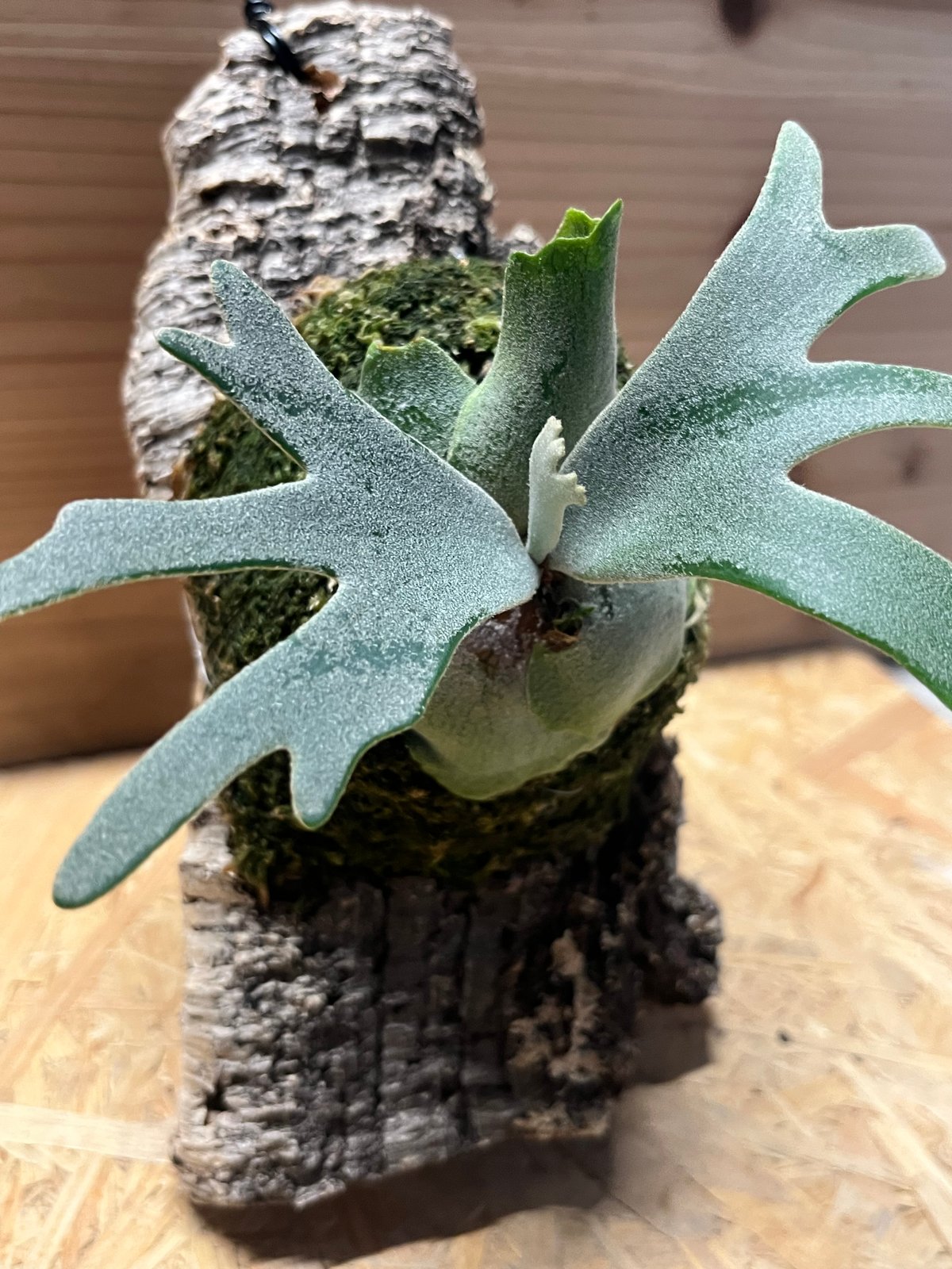 ビカクシダ　バクテリア　スポア株 ビカクシダ バクテリア スポア | GREEN LUCK