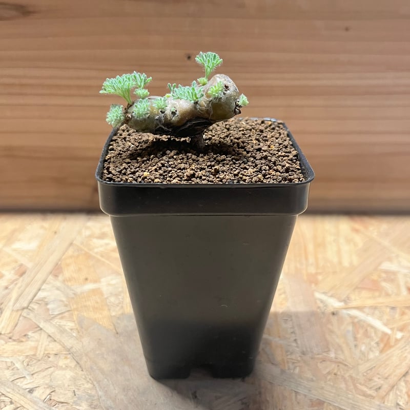 モンソニア ムルチフィダ | GREEN LUCK