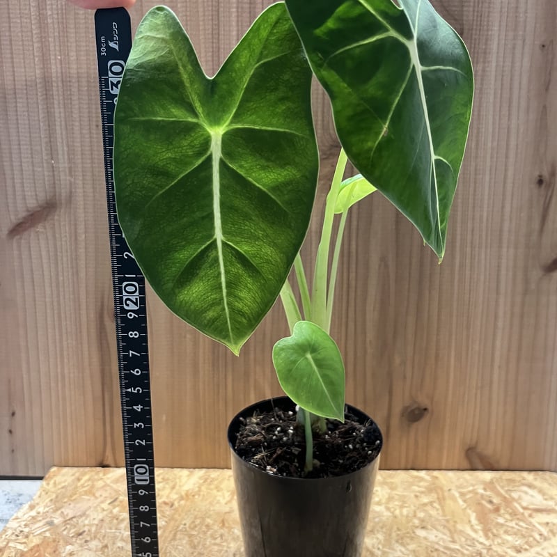 Alocasiaグリーンベルベット(丸葉) アロカシア グリーンベルベット | GREEN LUCK