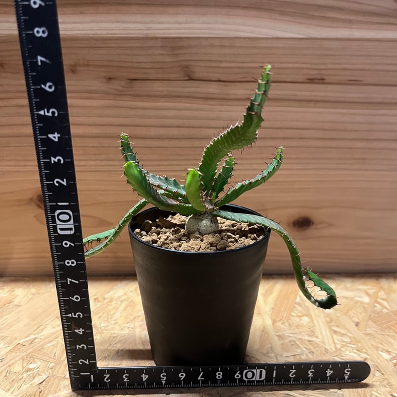 ユーフォルビア ステラータ 飛竜 | GREEN LUCK