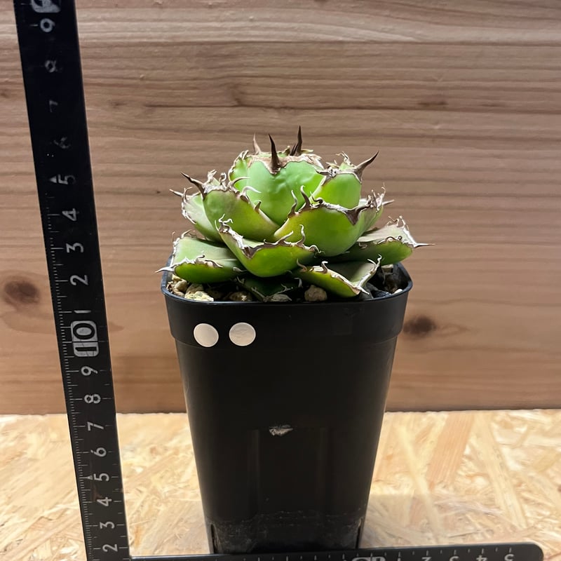 アガベ チタノタ チャム | GREEN LUCK