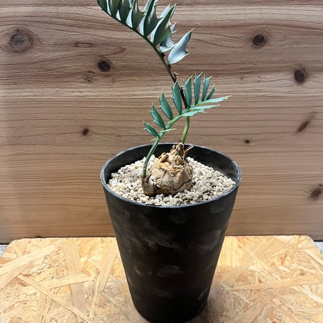 1お盆限定セール エンセファラルトス ホリダス 特大 丸株 コレクション級 18 エンセファラルトス・ホリダス – KOMO