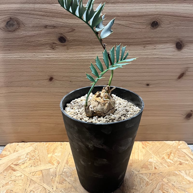 エンセファラルトス ホリダス | GREEN LUCK