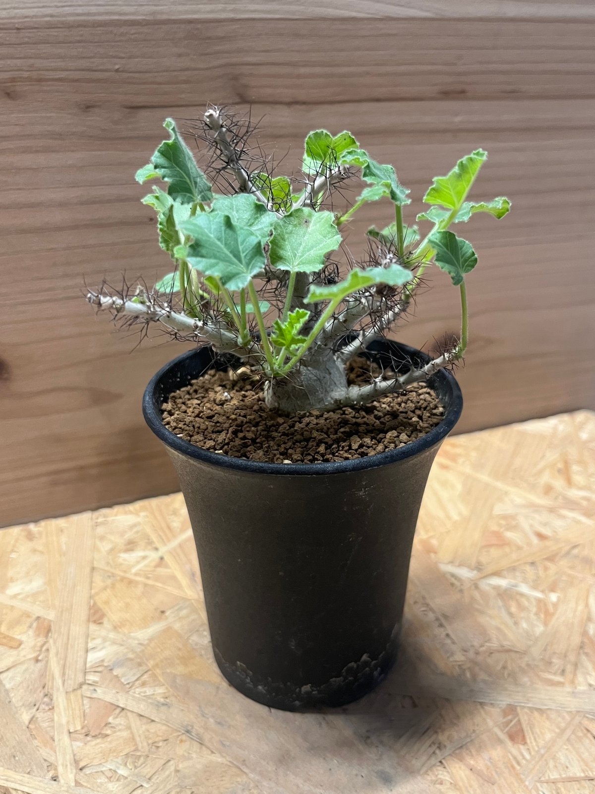 ヤトロファ マルギナータ | GREEN LUCK