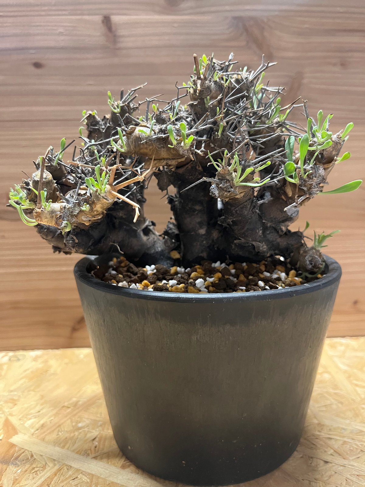 オトンナ ユーフォルビオイデス | GREEN LUCK