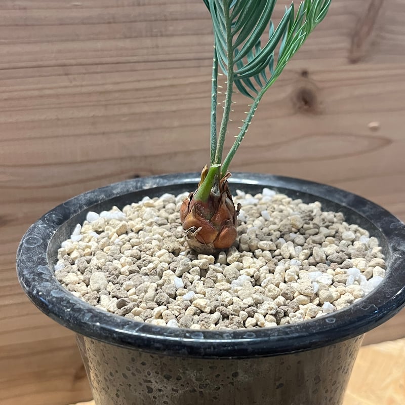 サイカス クピダ | GREEN LUCK