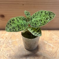 アンスリウム　NO ID アンスリウム NO ID | GREEN LUCK