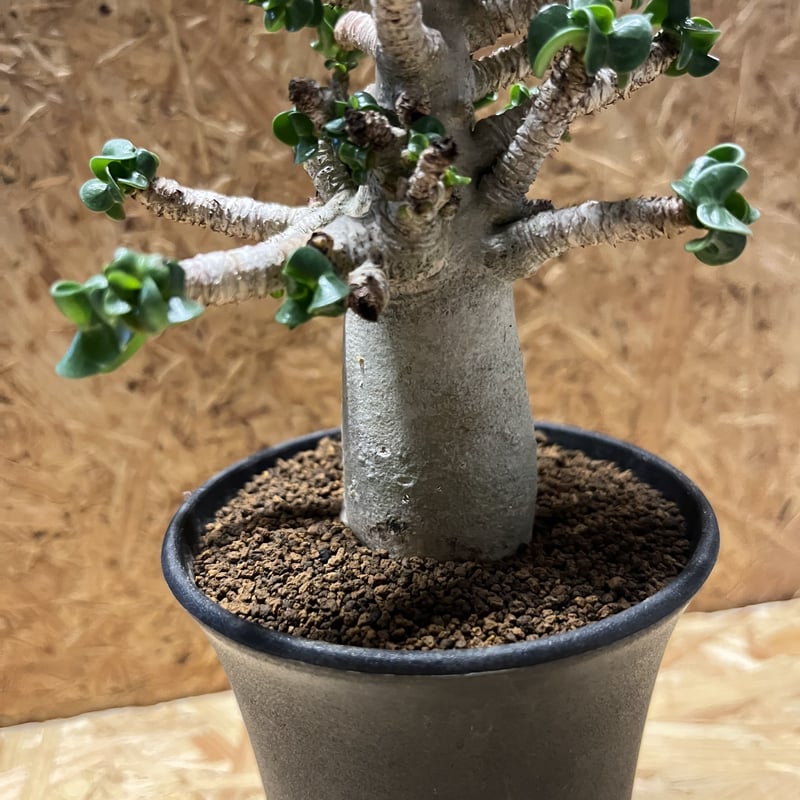 アデニウム アラビカム 獅子葉 D.H.A | GREEN LUCK