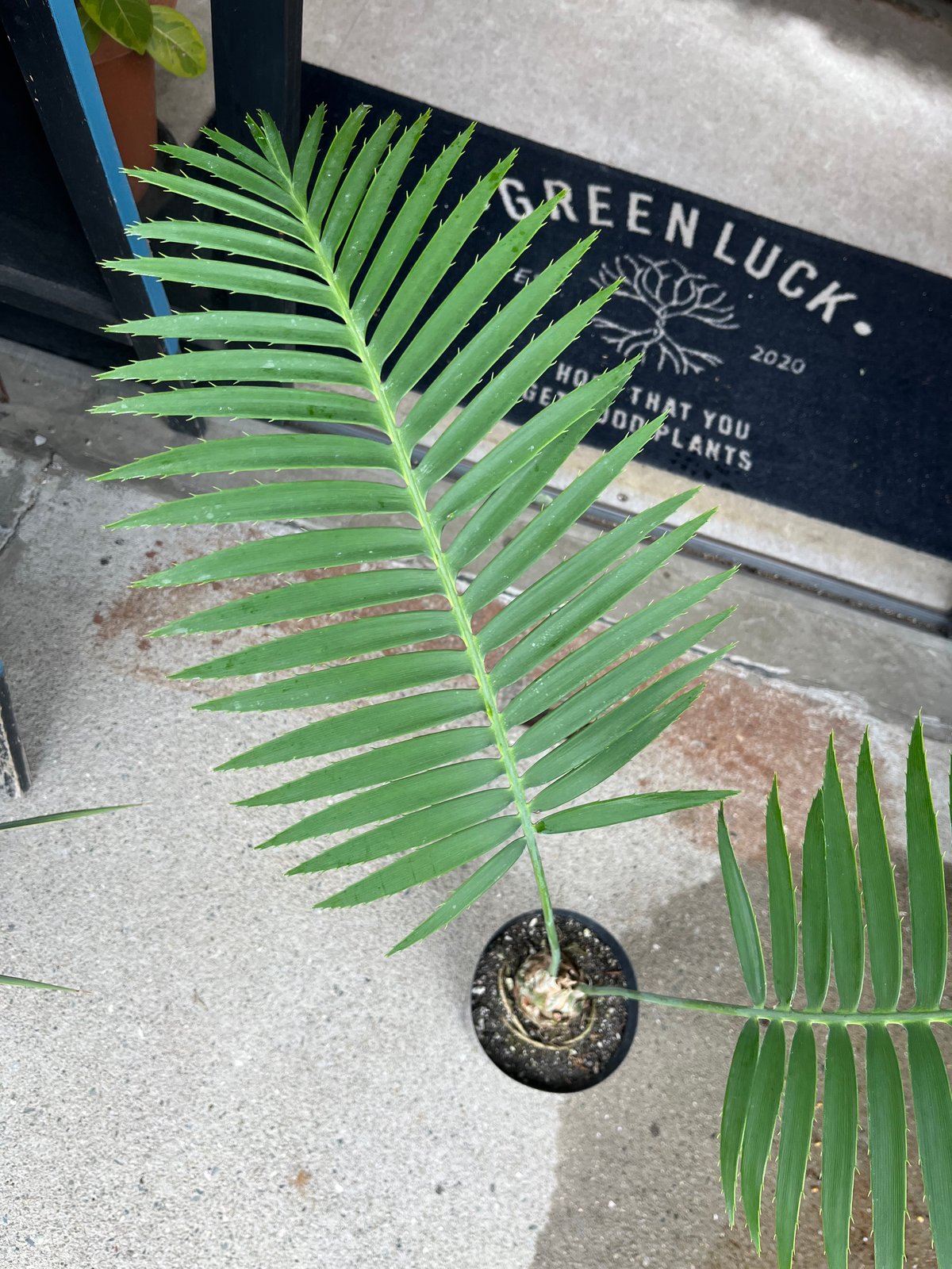 ディオーン スピヌロスム | GREEN LUCK