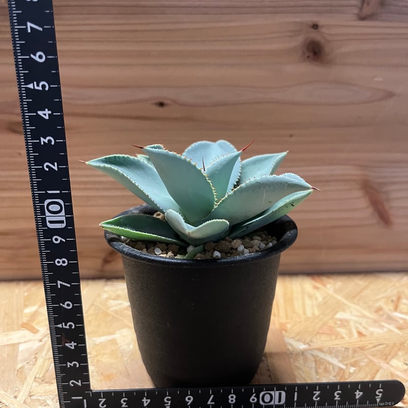 アガベ ピグマエア ドラゴントゥース | GREEN LUCK
