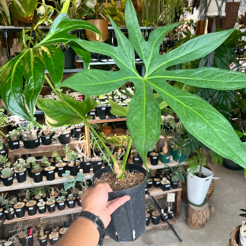 アンスリウム ペダトラディアツム | GREEN LUCK