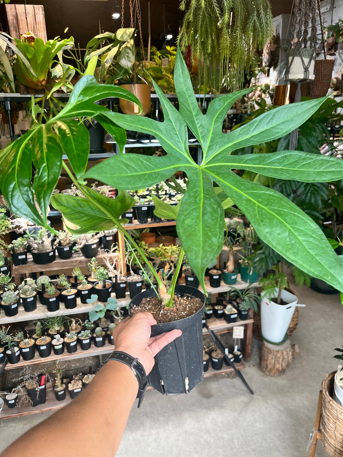 アンスリウム ペダトラディアツム | GREEN LUCK