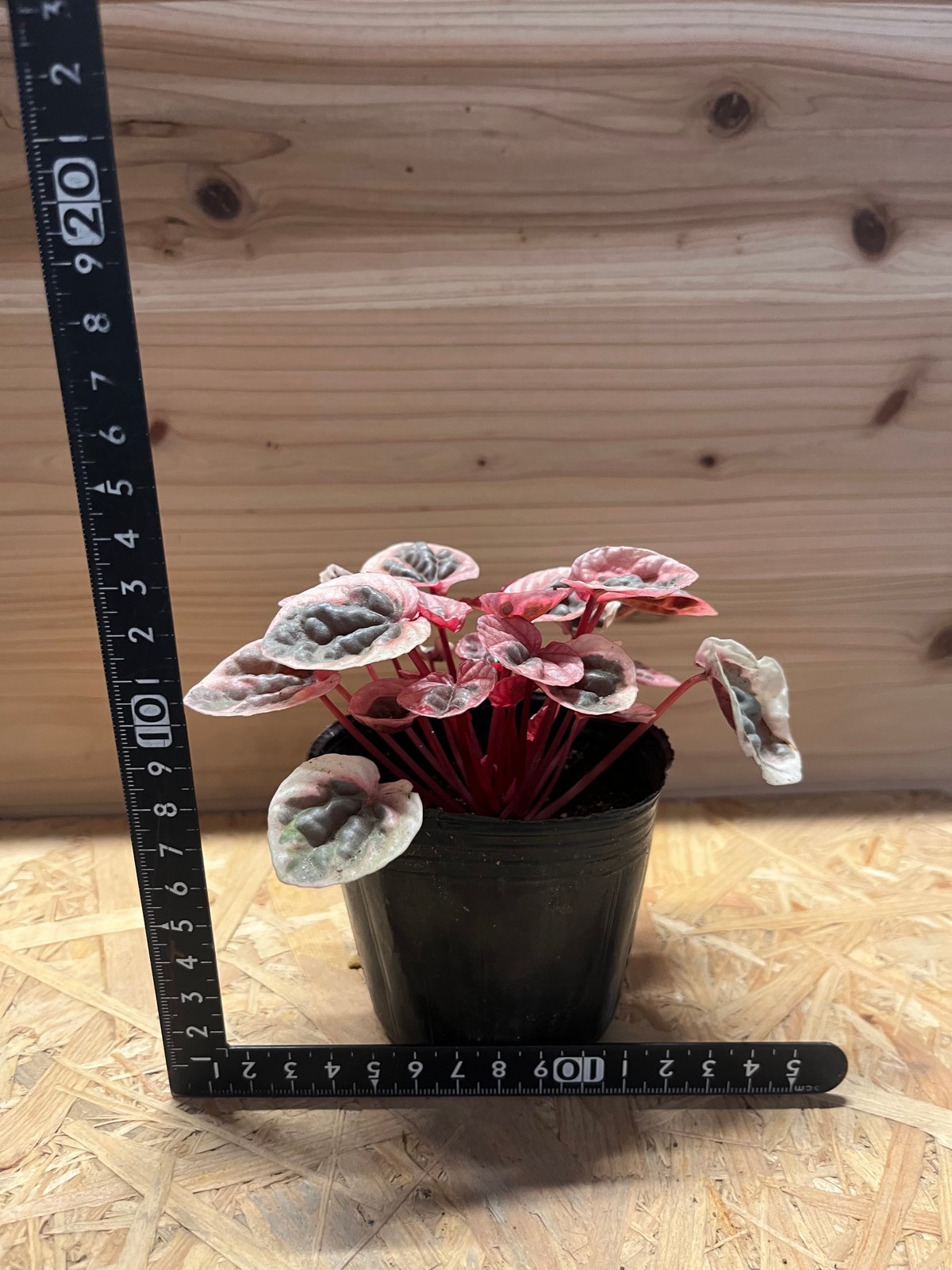 ペペロミア ストロベリークォーツ | GREEN LUCK