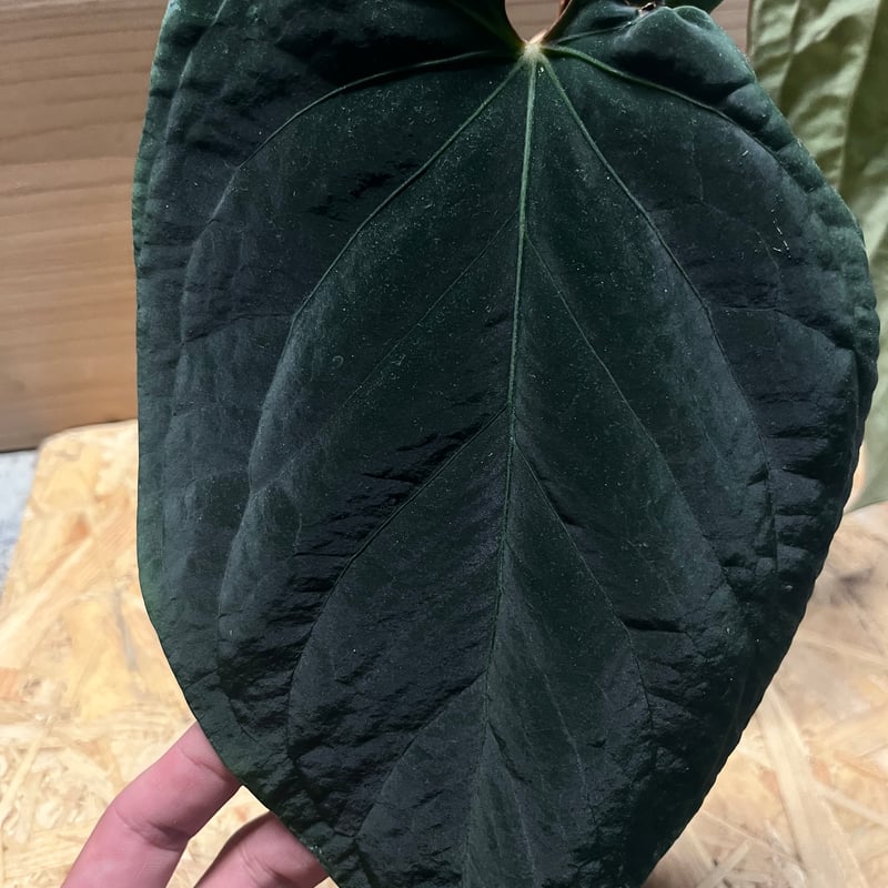 アンスリウム ドレスレリ イースタンフォーム | GREEN LUCK