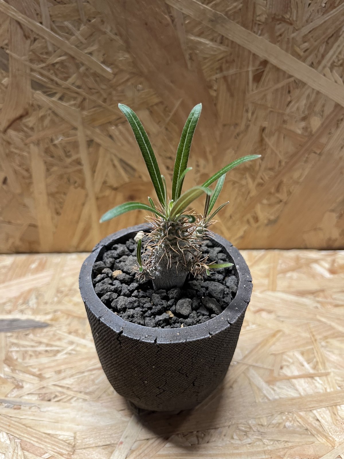 パキポディウム グラキリス 実生 | GREEN LUCK