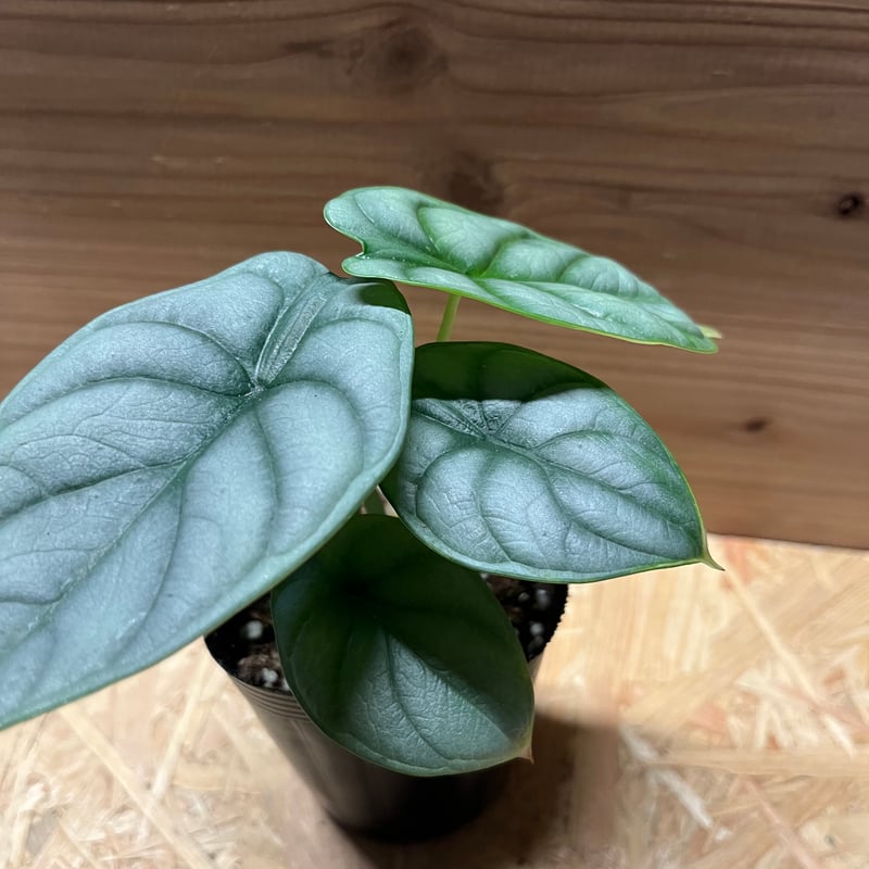 アロカシア シルバードラゴン | GREEN LUCK