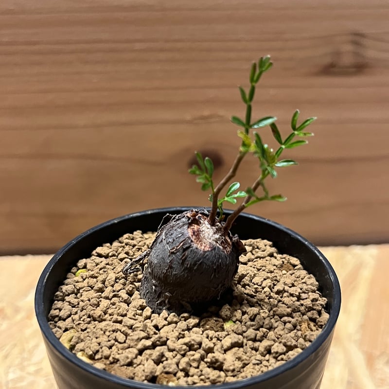 オペルクリカリア パキプス | GREEN LUCK