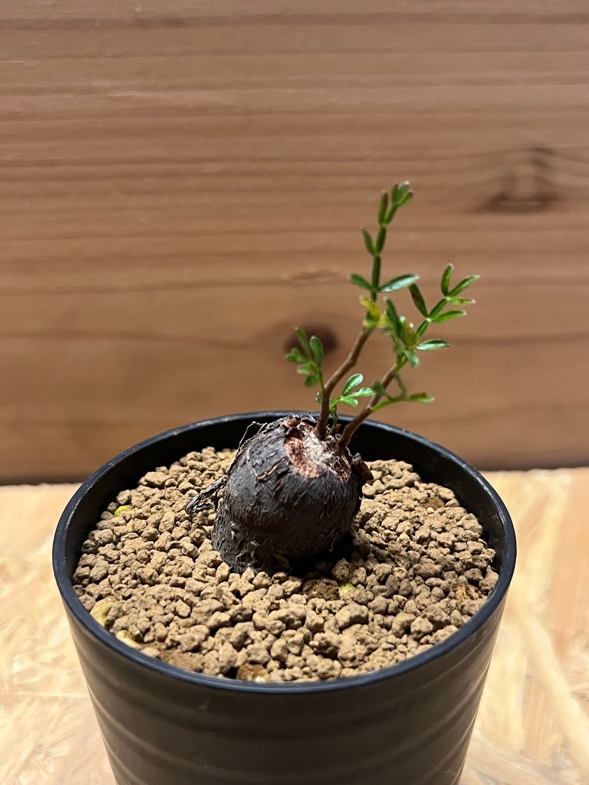 オペルクリカリア パキプス | GREEN LUCK