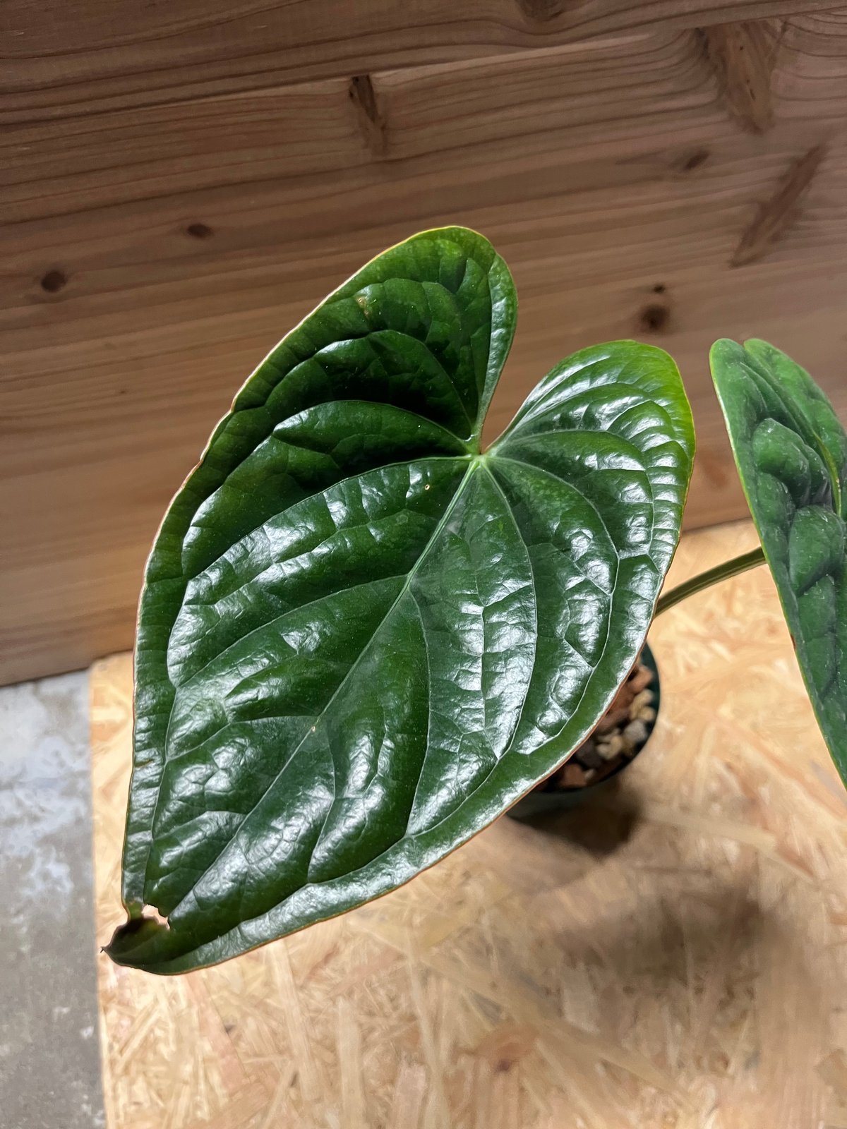 アンスリウム ルクスリアンス 🌱 Anthurium luxurians🌱 papillilaminum × luxuriansで